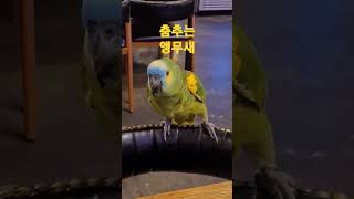 춤추는 앵무새 #앵무새소주#앵무새#아마존앵무새#춤추는앵무새