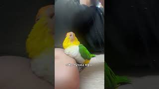 오빠한테 애교 부리는 카이큐 히나￼