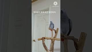 앵무새ㅡ순돌아 끊임없이 회계하고 정진해