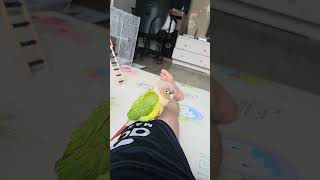 앵무새살구 새장위에서 이번엔 아빠 다리 위에서 선풍기 …