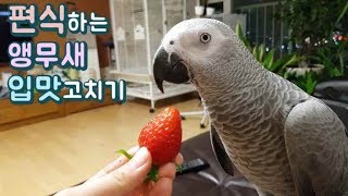 앵무새가 딸기를 안먹겠대요.. 편식하는 앵무새 버릇고치…