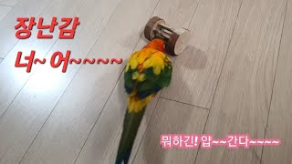 장난감이랑 싸우는 귀염뽀작 썬코뉴어 보리