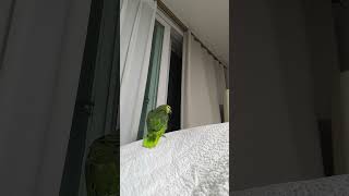 귀농귀촌 아마존앵무새 말하고 놀아주기