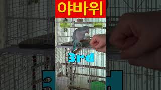 야바위 타짜가나타났다. #parrot #루티노퀘이커 #…