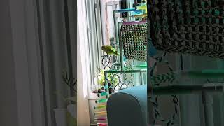 토리 안녕안녕하세요^^  #퀘이커 앵무새 # 말하는 앵…