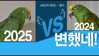 수다 그리고 막말 대잔치 / 새춘기 지나더니 얼굴이 변했어? / 앵무새 별이와 산책 긴영상/ 앵무새가 개콘보다 더 웃기다!!  / 사람과 대화 가능앵무새 / ANGRY BIRD