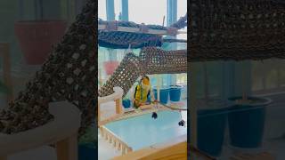 #카이큐 #앵무새#whitebelliedcaique #…