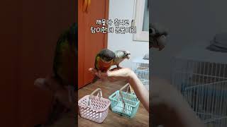 집사한테 혼나고 친구한테 화풀이하는 연두!!#코뉴어앵무새 #shorts