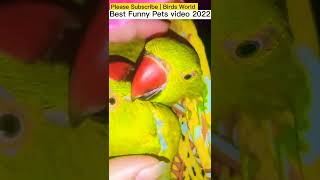 GREEN WING MACAW, bLUE AND GOLD MACAW, TRITON COCKTAOO, welcome to new home my parrots #bwkashif