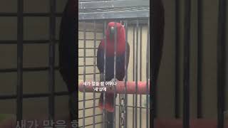 말하는 앵무새 ㅇㅅㅇ ;; #새 #앵무새 #동물 #신기함 #말하새