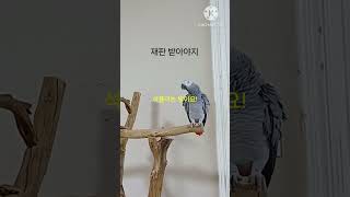 앵무새ㅡ순돌아 잘못했으면 재판받아야지