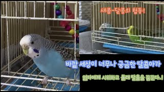새장 밖으로 탈출하고 싶은 달콤아가_ 평범한 사랑앵무 …