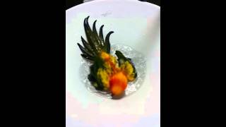 3살된썬코뉴어 목욕중~