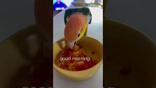 good morning. / 朝から得意の脱走で盗み食いのJimmy #shorts