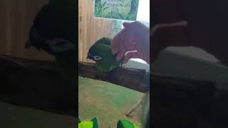 #shorts 동물원의 한스마카우!!!♡♡♡