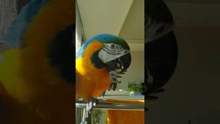 청금강 콴선생이 좋아하는 간식 고구마쿠키  [Bluegold macaw QWAN]