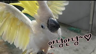 산책이 너무 신나는 인사성 밝은 앵무새 다롱씨