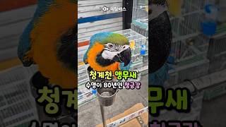 최대 수명이 80년인 장수 앵무새 청금강, 청계천 애완…