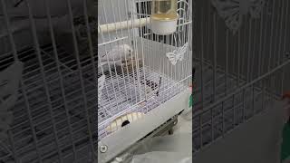 앵무새의 먹방 | A parrot's eating sh…