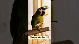 앵무새 발꾸락 묘기한스마카우