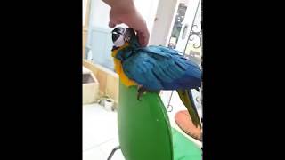 아가같은 청금강 앵무새 이유조 ☆동영상으로 보기☆