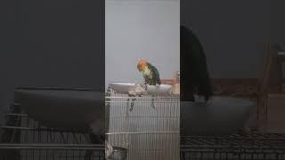 에구에구! 착각 하지마래이! 한여름 아이다! 카이큐 앵…