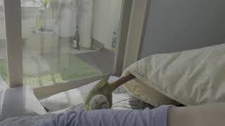 코뉴어 앵무새의 흔한 주말 아침