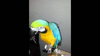청금강앵무새  청이