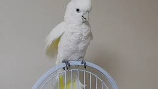 [앵트리오] 듀컵코카투 : 놀란 두부