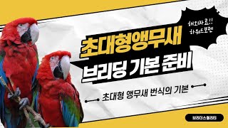 해외자료로 보는 홍금강 코카투 초대형 앵무새 번식 가장…