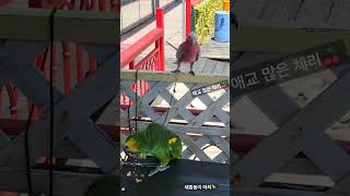 체리와 마치!!!#너무예뻐 #애교쟁이 #cute #앵무새 #birds #animals #shorts