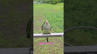 퀘이커 키위 목욕중 .미동도 없는 ㅋㅋ눈만 꿈벅ㅋㅋㅋ …