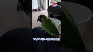 앵무새...자해...?