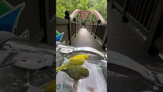 소리길에서~~ #앵무새 #퀘이커 #parrot #폭포#…