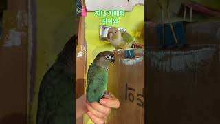 지니 카페의 지니와 첫 대면 #parrot #conure #friends #앵무새