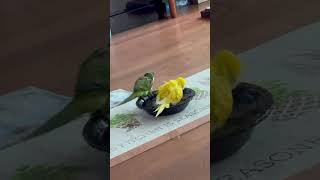 물벼락ㅋ #앵무새 #퀘이커 #parrot #목욕#벌써 끝 #birds