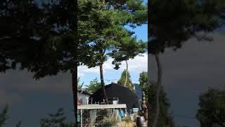 금강앵무 비행1