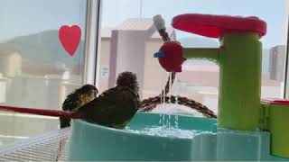 코뉴어앵무새 목욕