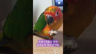 조생 5개월차 유아기 썬코뉴어 앵무새 캐슈넛 먹방 #shorts