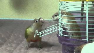 앵무새에게 쫄은 저빌