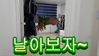 집에서 호출훈련 시키기