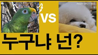 새로운 친구의 등장! / 별이  안절~ 부절! / 앵무새가 개콘보다 더 웃기다!!  / 사람과 대화 가능앵무새 / ANGRY BIRD