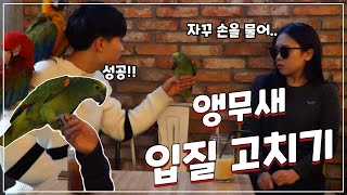 앵무새 입질 고치는 방법입니다