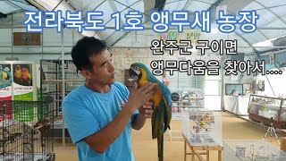 전라북도 1호 앵무새 농장