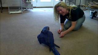 Hyacinth Macaw