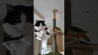 겁없는  검은 머리 카이큐(고양이가 안 무섭나?)