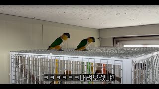 서브위이 앵무새 새장 꾸미기에 진심인 사장님이 멘붕온 …