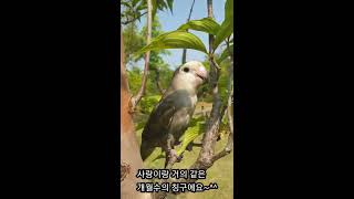 사랑이와축복이 그리고 모란앵무 구름이~^^♡