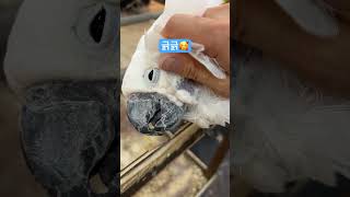 만지는거 즐기는 코카투 #리프패럿부천옥길점 #parrot #birds #birdslover #앵무새 #코카투
