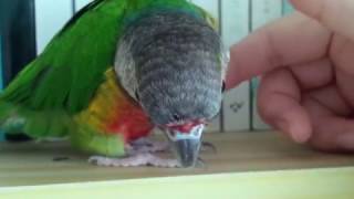 사람 손길 느끼는 코뉴어 앵무새